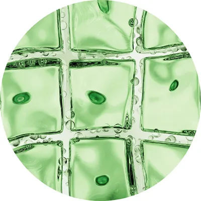 ASCE+ Exosomes Dubai 12 growth factor cells